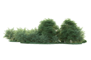 tropisk skog isolerat på transparent bakgrund. 3d tolkning - illustration png