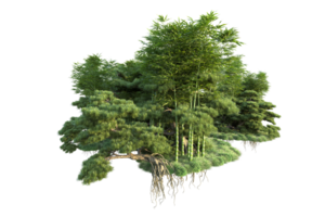 tropisch Wald isoliert auf transparent Hintergrund. 3d Rendern - - Illustration png