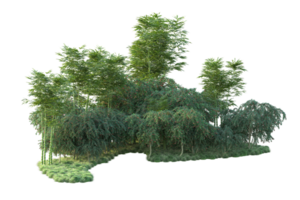 Tropical forest isolated on transparent background. 3d rendering - illustration png