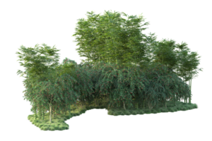 Tropical forest isolated on transparent background. 3d rendering - illustration png