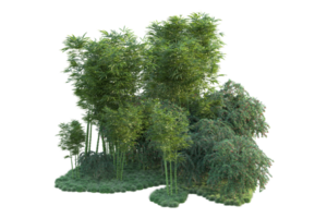 Tropical forest isolated on transparent background. 3d rendering - illustration png