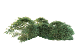 Tropical forest isolated on transparent background. 3d rendering - illustration png