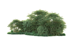 Tropical forest isolated on transparent background. 3d rendering - illustration png