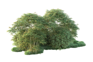 tropisch Wald isoliert auf transparent Hintergrund. 3d Rendern - - Illustration png