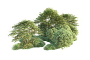 Tropical forest isolated on transparent background. 3d rendering - illustration png