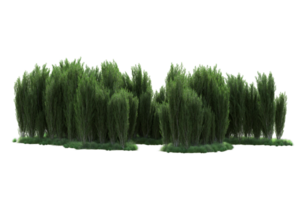 Tropical forest isolated on transparent background. 3d rendering - illustration png