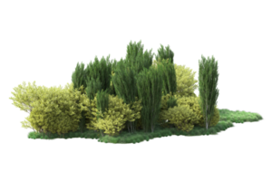 Tropical forest isolated on transparent background. 3d rendering - illustration png