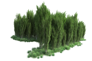 Tropical forest isolated on transparent background. 3d rendering - illustration png