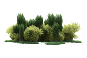 Tropical forest isolated on transparent background. 3d rendering - illustration png