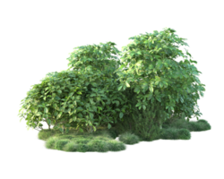 Tropical forest isolated on transparent background. 3d rendering - illustration png