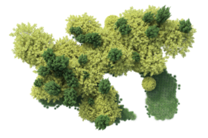 Tropical forest isolated on transparent background. 3d rendering - illustration png