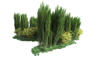 Tropical forest isolated on transparent background. 3d rendering - illustration png