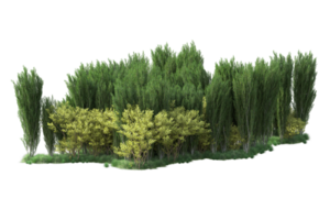 Tropical forest isolated on transparent background. 3d rendering - illustration png