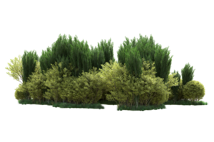 Tropical forest isolated on transparent background. 3d rendering - illustration png