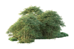 Tropical forest isolated on transparent background. 3d rendering - illustration png