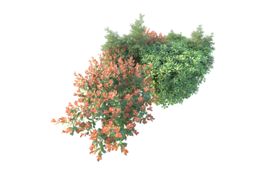 tropisk skog isolerat på transparent bakgrund. 3d tolkning - illustration png