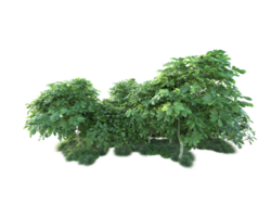 Tropical forest isolated on transparent background. 3d rendering - illustration png