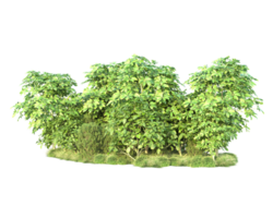 Tropical forest isolated on transparent background. 3d rendering - illustration png