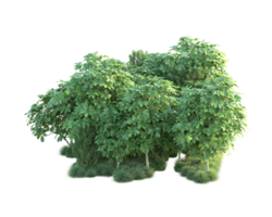 Tropical forest isolated on transparent background. 3d rendering - illustration png