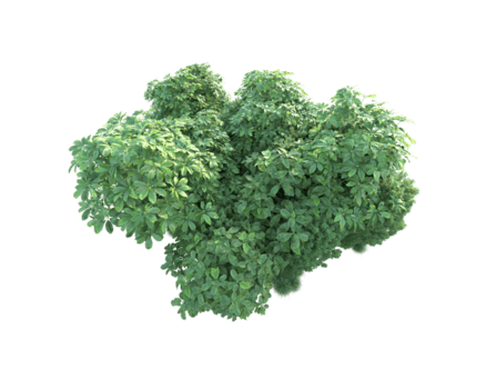 tropisk skog isolerat på transparent bakgrund. 3d tolkning - illustration png