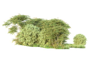 tropisch Wald isoliert auf transparent Hintergrund. 3d Rendern - - Illustration png