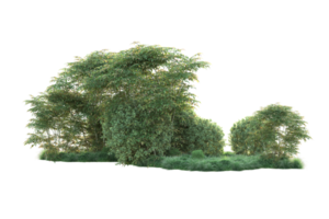 tropical forêt isolé sur transparent Contexte. 3d le rendu - illustration png