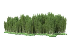 Tropical forest isolated on transparent background. 3d rendering - illustration png