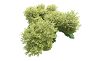Tropical forest isolated on transparent background. 3d rendering - illustration png