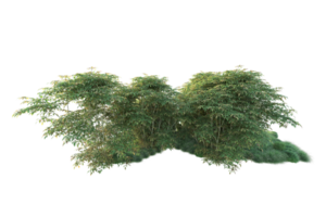 tropisk skog isolerat på transparent bakgrund. 3d tolkning - illustration png