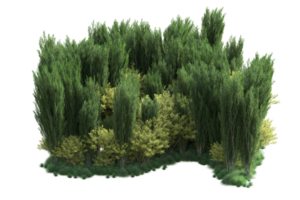 Tropical forest isolated on transparent background. 3d rendering - illustration png