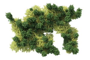 Tropical forest isolated on transparent background. 3d rendering - illustration png