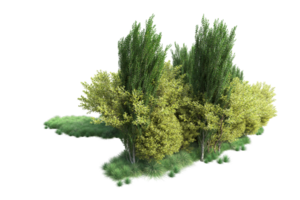 tropical forêt isolé sur transparent Contexte. 3d le rendu - illustration png