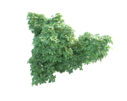 Tropical forest isolated on transparent background. 3d rendering - illustration png