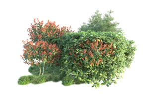 Tropical forest isolated on transparent background. 3d rendering - illustration png