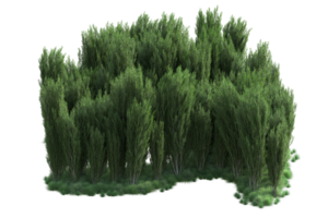 tropical forêt isolé sur transparent Contexte. 3d le rendu - illustration png