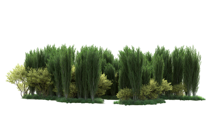 Tropical forest isolated on transparent background. 3d rendering - illustration png