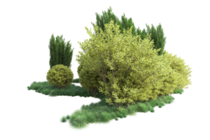 Tropical forest isolated on transparent background. 3d rendering - illustration png