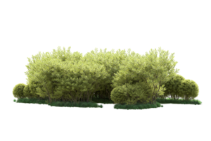 Tropical forest isolated on transparent background. 3d rendering - illustration png