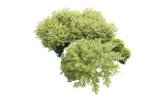 Tropical forest isolated on transparent background. 3d rendering - illustration png