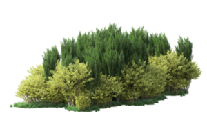 Tropical forest isolated on transparent background. 3d rendering - illustration png