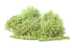 tropical forêt isolé sur transparent Contexte. 3d le rendu - illustration png