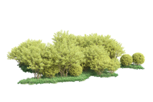 Tropical forest isolated on transparent background. 3d rendering - illustration png