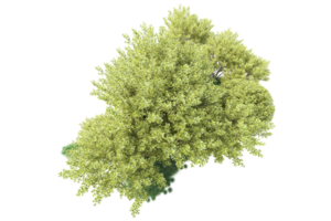Tropical forest isolated on transparent background. 3d rendering - illustration png