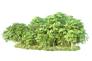 tropical forêt isolé sur transparent Contexte. 3d le rendu - illustration png