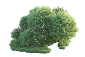 Tropical forest isolated on transparent background. 3d rendering - illustration png