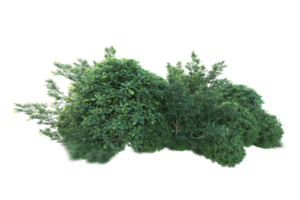 Tropical forest isolated on transparent background. 3d rendering - illustration png