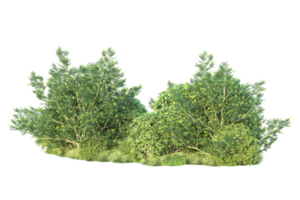 tropisch Wald isoliert auf transparent Hintergrund. 3d Rendern - - Illustration png