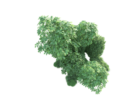 tropisk skog isolerat på transparent bakgrund. 3d tolkning - illustration png