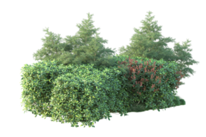 Tropical forest isolated on transparent background. 3d rendering - illustration png