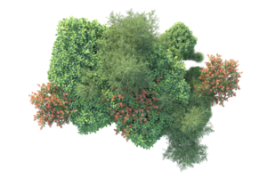 tropisk skog isolerat på transparent bakgrund. 3d tolkning - illustration png